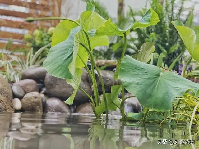 南北花園給排水問題差異大，你知道嗎？ 新聞資訊 第3張