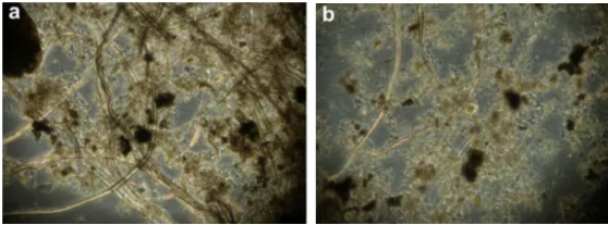 纖維素對污水生物處理系統性能的影響及機理分析 新聞資訊 第1張